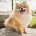 piesel789