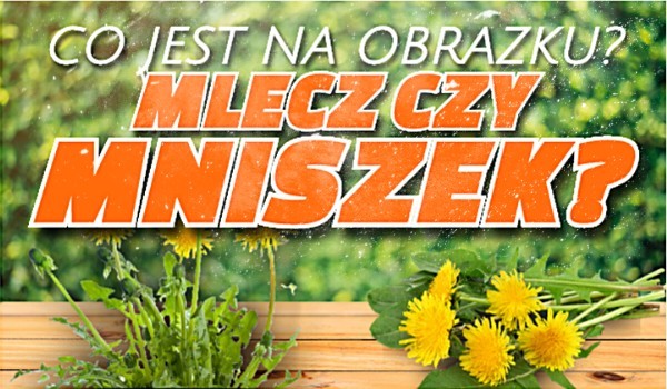 Mlecz czy mniszek – co jest pokazane na obrazku?