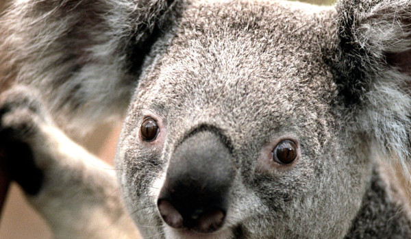 Inazuma Eleven-Nowy Rozdział