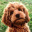 Abi-Dog