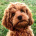 Abi-Dog