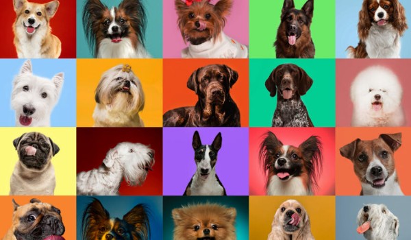 Czy rozpoznasz te rasy psów?