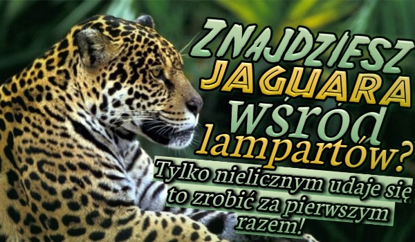 Znajdziesz jaguara wśród lampartów? Tylko nielicznym udaje się to zrobić za pierwszym razem!