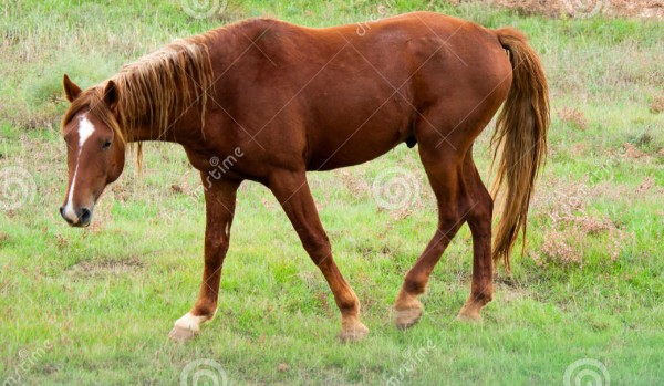 Czy rozpoznasz podstawowe maści koni?