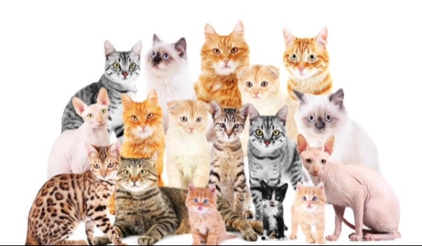 Czy rozpoznasz 50 ras kotów?