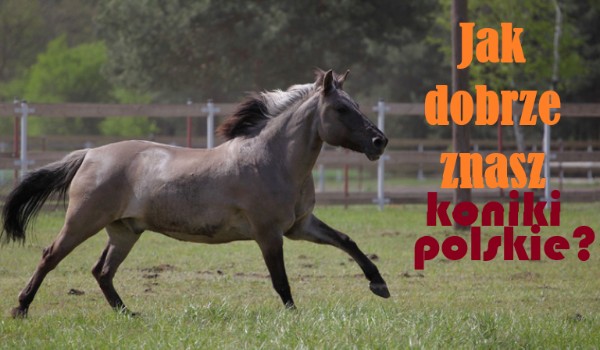 Testy o rasach koni – konik polski