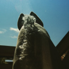 Hobbyhorseola