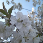 ZamyslonaMarzycielka