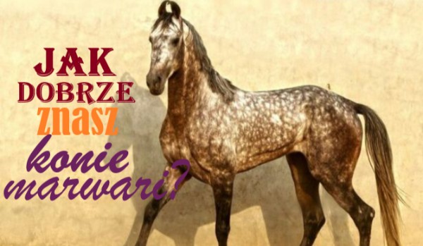 Test o rasach koni – koń marwari