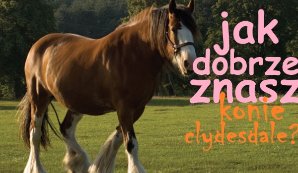 Testy o rasach koni – clydesdale