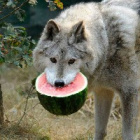 _Watermelon_Wolf_