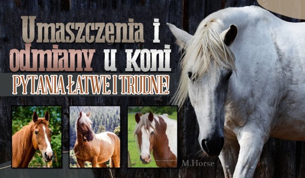 Pytania łatwe i trudne na temat umaszczenia i odmian u koni!