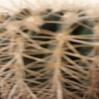 Kaktus01235