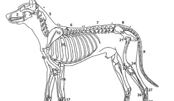 Jak nazywa się ta kość?- Anatomia psa!