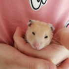 BabyHamster