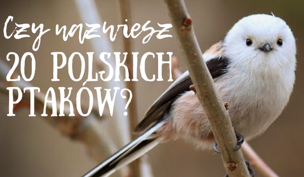 Czy rozpoznasz 20 polskich ptaków?