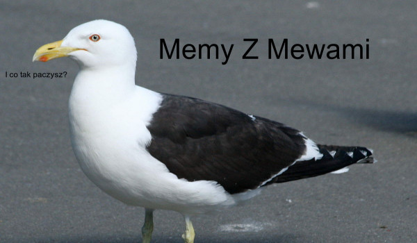 Memy Z Mewami