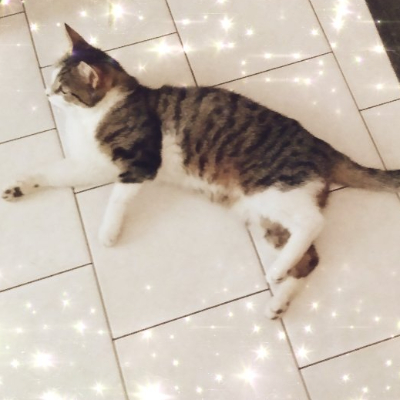 xXlove.catsXx