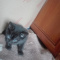 _kitty_kittu_