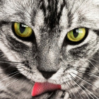 zoecat