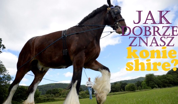 Testy o rasach koni – shire