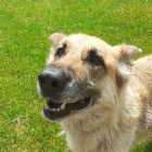 Dora.dog