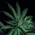 xnorbertzielinski420