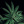 xnorbertzielinski420