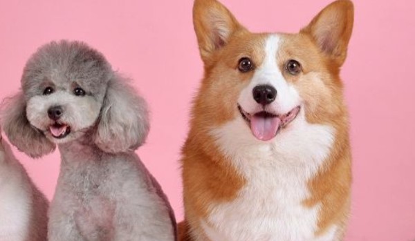 Czy rozpoznasz rasy psów po ich zdjęciach?