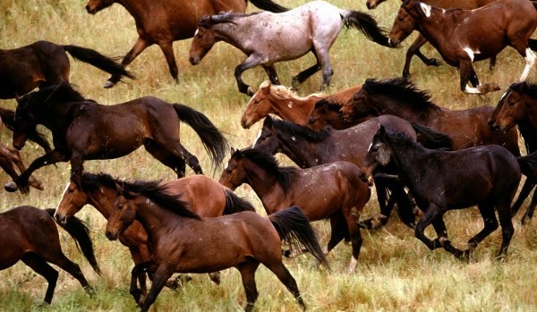 Jaka rasa konia do Ciebie pasuje?