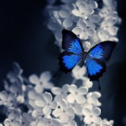 SadButterfly