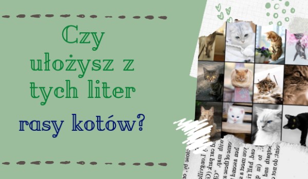 Czy ułożysz z tych liter rasy kotów?