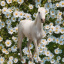 Daisy_Horse