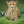 Fast_the_cheetah