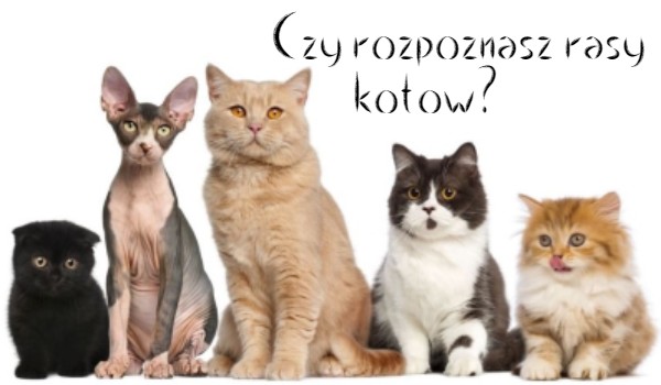 Czy rozpoznasz rasy kotów?
