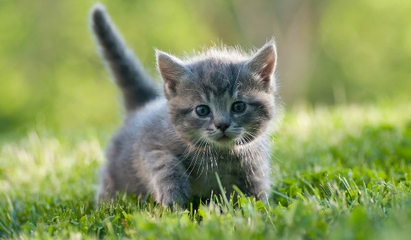 Czy rozpoznasz te gatunki kotów jako kocięta?