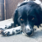 zgredek_wolny_skrzat