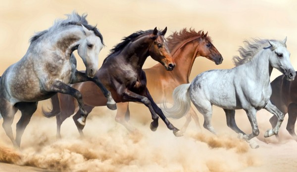 Czy znasz się na rasach koni?