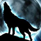 Wolf024