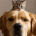 Dogs_and_Cats_TEAM