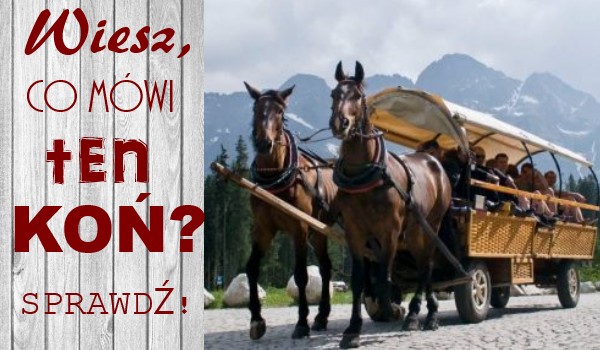 Wiesz, co mówi ten koń?