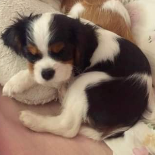 Cavalier_Rex