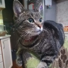 catttt