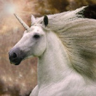 junicorn28