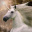 junicorn28