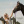 Srokata_equine