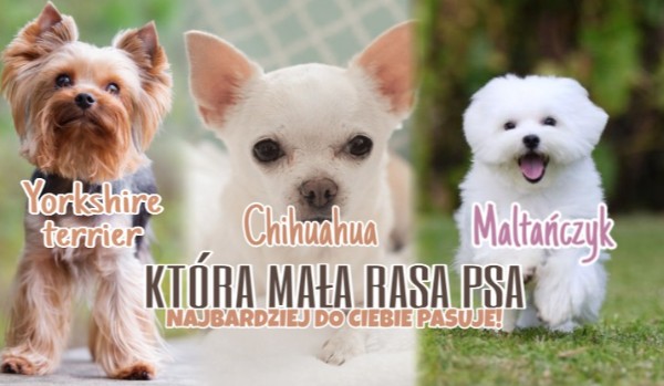 Yorkshire terrier, Chihuahua czy Maltańczyk? Która mała rasa psa do Ciebie najbardziej pasuje?