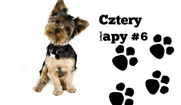Cztery łapy #6