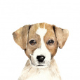 Lunadog12345