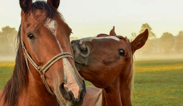 Czy rozpoznasz rasy koni?